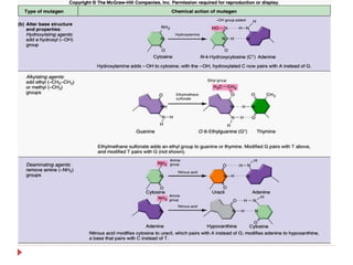 Physical and chemical mutagen copy | PPTX