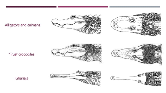 Physical and Chemical Restraints in Alligators and Gharials | PPTX ...