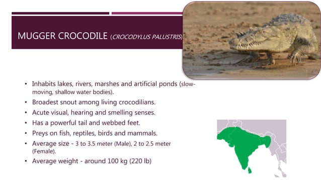Physical and Chemical Restraints in Alligators and Gharials | PPTX ...