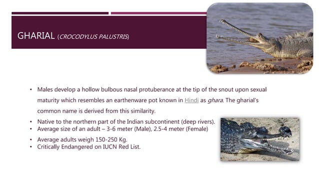 Physical and Chemical Restraints in Alligators and Gharials | PPTX ...