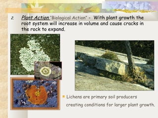 2. Plant Action “Biological Action” - With plant growth the
root system will increase in volume and cause cracks in
the rock to expand.
Lichens are primary soil producers
creating conditions for larger plant growth.
 