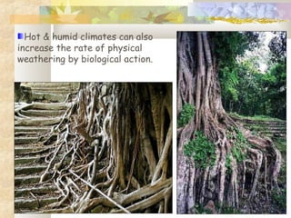 Hot & humid climates can also
increase the rate of physical
weathering by biological action.
 