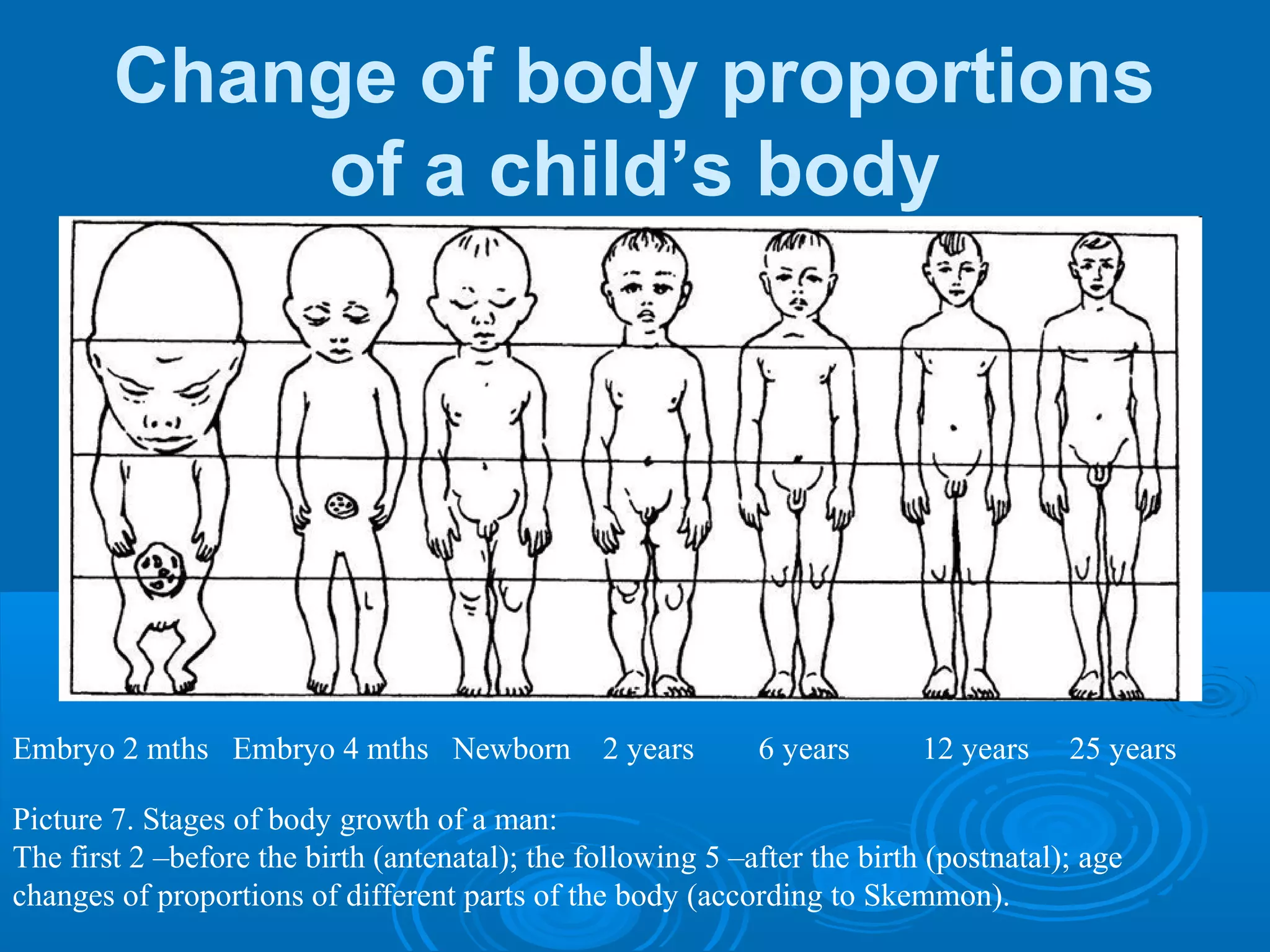 Change of body proportions
of a child’s body
Embryo 2 mths Embryo 4 mths Newborn 2 years 6 years 12 years 25 years
Picture 7. Stages of body growth of a man:
The first 2 –before the birth (antenatal); the following 5 –after the birth (postnatal); age
changes of proportions of different parts of the body (according to Skemmon).
 
