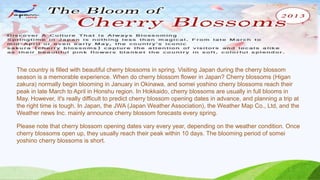 The country is filled with beautiful cherry blossoms in spring. Visiting Japan during the cherry blossom
season is a memorable experience. When do cherry blossom flower in Japan? Cherry blossoms (Higan
zakura) normally begin blooming in January in Okinawa, and somei yoshino cherry blossoms reach their
peak in late March to April in Honshu region. In Hokkaido, cherry blossoms are usually in full blooms in
May. However, it's really difficult to predict cherry blossom opening dates in advance, and planning a trip at
the right time is tough. In Japan, the JWA (Japan Weather Association), the Weather Map Co., Ltd, and the
Weather news Inc. mainly announce cherry blossom forecasts every spring.
Please note that cherry blossom opening dates vary every year, depending on the weather condition. Once
cherry blossoms open up, they usually reach their peak within 10 days. The blooming period of somei
yoshino cherry blossoms is short.

 