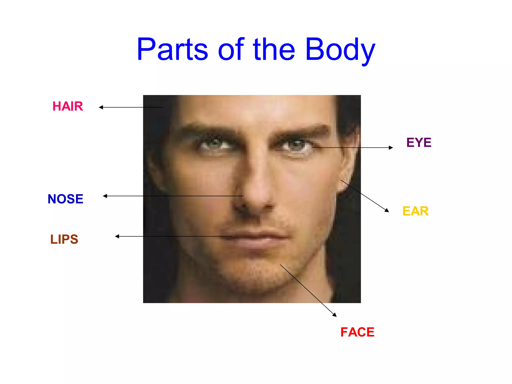 Parts of the Body
FACE
HAIR
NOSE
LIPS
EYE
EAR