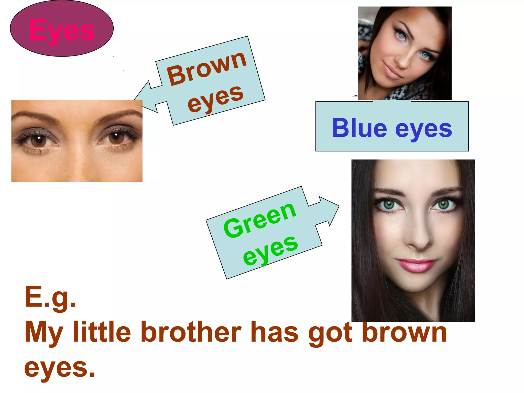 Eyes
Brown
eyes
Blue eyes
Green
eyes E.g.
My little brother has got brown
eyes.