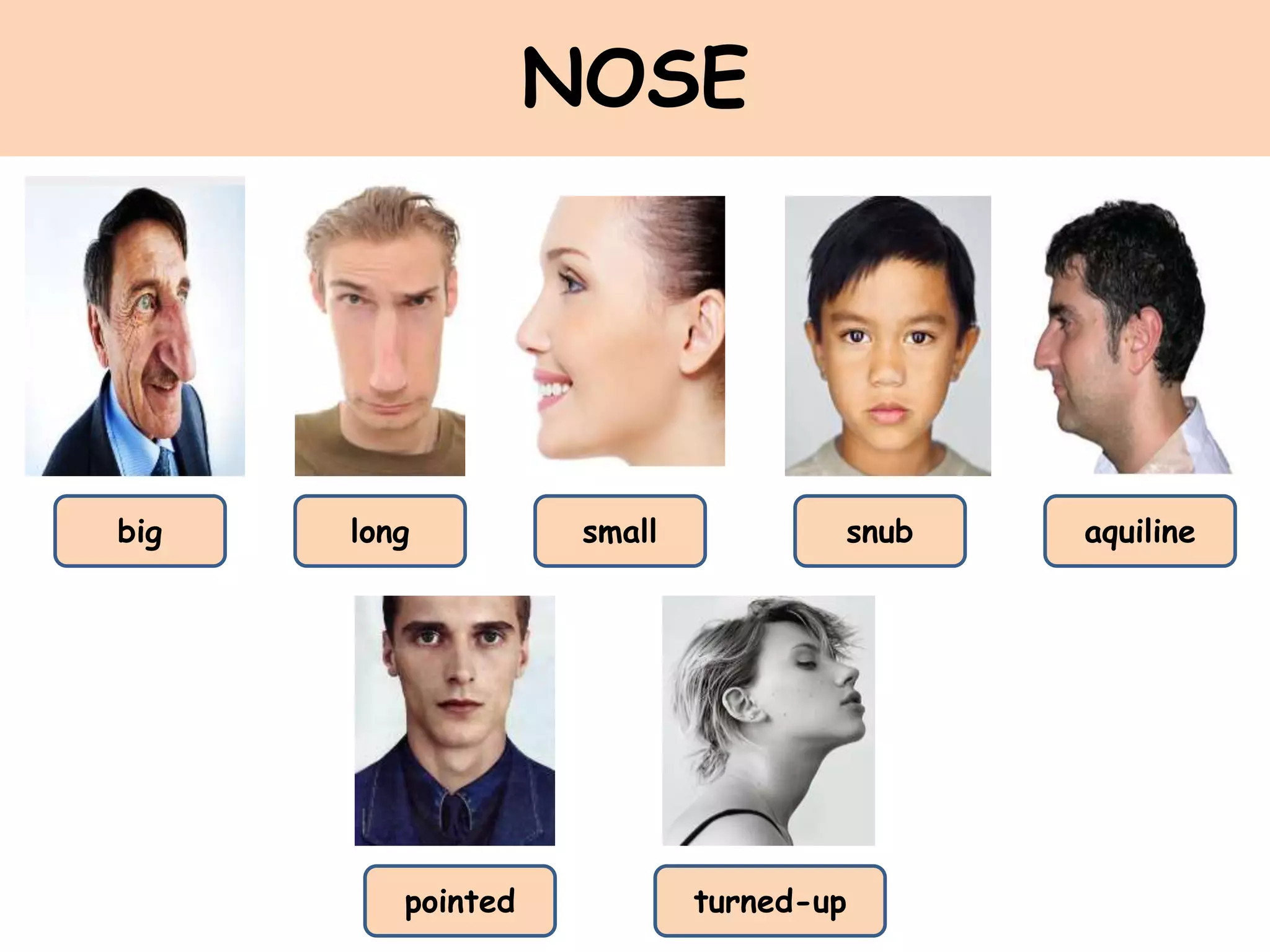 NOSE
big smalllong snub aquiline
turned-uppointed
 