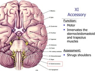 Cranial Nerve Function: Motor Innervates the sternocleidomastoid and trapezius muscles Assessment: Shrugs shoulders XI Accessory 