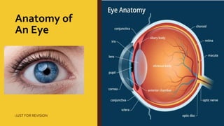 Anatomy of
An Eye
-JUST FOR REVISION
 