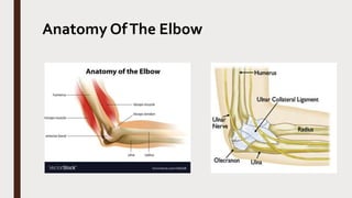 Anatomy OfThe Elbow
 