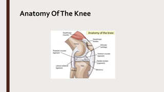 Anatomy OfThe Knee
 