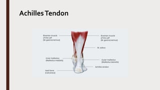 AchillesTendon
 