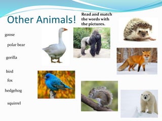Physical characteristics of animals
