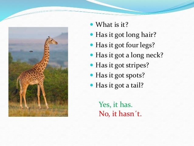 Physical characteristics of animals