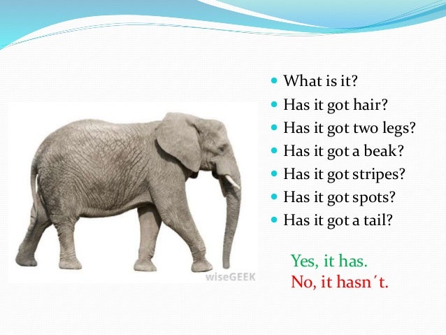 Physical characteristics of animals