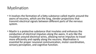 Myelination
• It involves the formation of a fatty substance called myelin around the
axons of neurons, which are the long, slender projections that
transmit electrical signals between different parts of the nervous
system.
• Myelin is a protective substance that insulates and enhances the
conduction of electrical impulses along the axons. It acts like the
insulation around electrical wires, allowing nerve impulses to travel
more efficiently and rapidly along the neurons. Myelination is
essential for proper neuronal communication, motor coordination,
sensory perception, and cognitive function.
 
