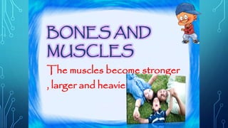 BONES AND 
MUSCLES 
The muscles become stronger 
, larger and heavier. 
 