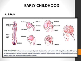 EARLY CHILDHOOD
A. BRAIN
 