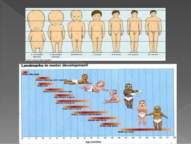 Physical development of infants and toddlers part 1