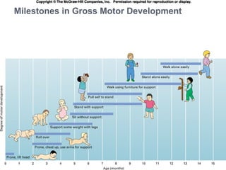 Physical development of Infants and Toddlers part 2 | PPT