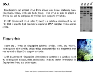 Images: http://biology.arizona.edu/sciconn/lessons2/Vuturo/vuturo/photos/desmus.gif DNA •  Investigators can extract DNA from almost any tissue, including hair, fingernails, bones, teeth and body fluids.  The DNA is used to create a profile that can be compared to profiles from suspects or victims. •  CODIS (Combined DNA Index System) is a database maintained by the FBI that is used to find matches to unknown DNA samples from a crime scene.  Fingerprints  •  There are 3 types of fingerprint patterns: arches, loops, and whorls. Investigators also identify unique ridge characteristics in a fingerprint that can be used to identify a suspect or victim. •  AFIS (Automated Fingerprint Identification System) is a database used by investigators at local, state, and national levels to search for matches to fingerprints found at a crime scene.  