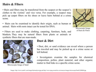 Images: http://www.tcamb1.com/images/hairanalysis.jpg and http://www.npsg.uwaterloo.ca/resources/images/microscope/Sand%200004.jpg Hairs & Fibers •  Hairs and fibers may be transferred from the suspect or the suspect’s clothes to the victims’ and vice versa. For example, a suspect may pick up carpet fibers on his shoes or leave hairs behind at a crime scene. •   Hairs can be examined to identify their origin, such as human or animal.  Hairs with roots intact can be tested for DNA. •  Fibers are used to make clothing, carpeting, furniture, beds, and blankets. They may be natural fibers from plants or animals or synthetic fibers that are man-made. Dust & Dirt •  Dust, dirt, or sand evidence can reveal where a person has traveled and may be picked up at a crime scene or left behind. •  Investigators examine the samples for chemical composition, pollen, plant material, and other organic matter to find links to a specific crime scene. Microscopic Image  of Hairs & Fibers Microscopic Image of Sand  
