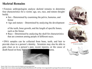 Source: http://www.crime-scene-investigator.net/excavation.html  Images: http://www.celticnz.org/images/Feedback/SkullSkeleton.JPG and http://www.legacyhealth.org/images/Housecalls/claviclefx.jpg Skeletal Remains •  Forensic anthropologists analyze skeletal remains to determine four characteristics for a victim: age, sex, race, and stature (height/build).     Sex - Determined by examining the pelvis, humerus, and femur    Age and stature – Determined by analyzing the development  of the teeth, bone growth, and the length of specific bones,  such as the femur.     Race – Determined by analyzing the skull for characteristics  that are common among people of different races. •  DNA samples can be collected from bone, teeth, and hair to provide clues to a person’s identity.  Scientists may also be able to gain clues as to a person’s past, recent injuries, or the cause of death based on bone fractures and other signs of trauma.  