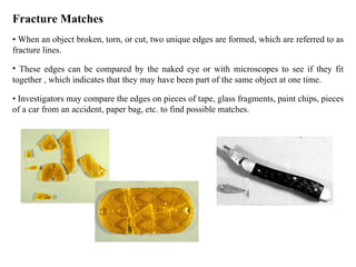Fracture Matches •  When an object broken, torn, or cut, two unique edges are formed, which are referred to as fracture lines.  These edges can be compared by the naked eye or with microscopes to see if they fit together , which indicates that they may have been part of the same object at one time. •  Investigators may compare the edges on pieces of tape, glass fragments, paint chips, pieces of a car from an accident, paper bag, etc. to find possible matches. 
