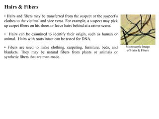 Hairs & Fibers
• Hairs and fibers may be transferred from the suspect or the suspect’s
clothes to the victims’ and vice versa. For example, a suspect may pick
up carpet fibers on his shoes or leave hairs behind at a crime scene.
• Hairs can be examined to identify their origin, such as human or
animal. Hairs with roots intact can be tested for DNA.
• Fibers are used to make clothing, carpeting, furniture, beds, and
blankets. They may be natural fibers from plants or animals or
synthetic fibers that are man-made.
Microscopic Image
of Hairs & Fibers
 