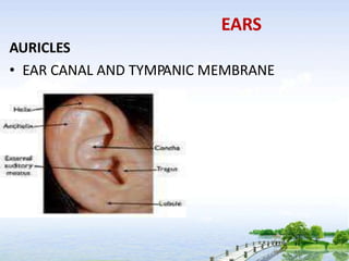 EARS
AURICLES
• EAR CANAL AND TYMPANIC MEMBRANE
 