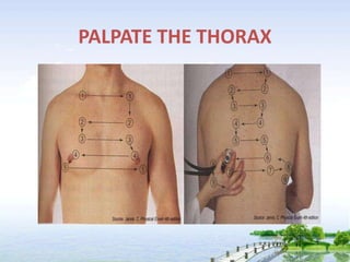 PALPATE THE THORAX
 