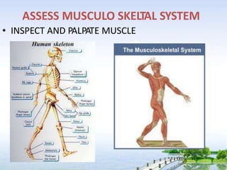 ASSESS MUSCULO SKELTAL SYSTEM
• INSPECT AND PALPATE MUSCLE
 