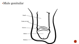 Male genitalia:
 