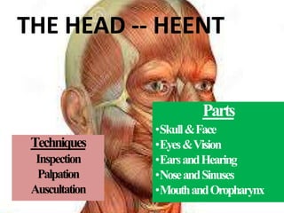 Head Schema physical examination head and neck.pptx