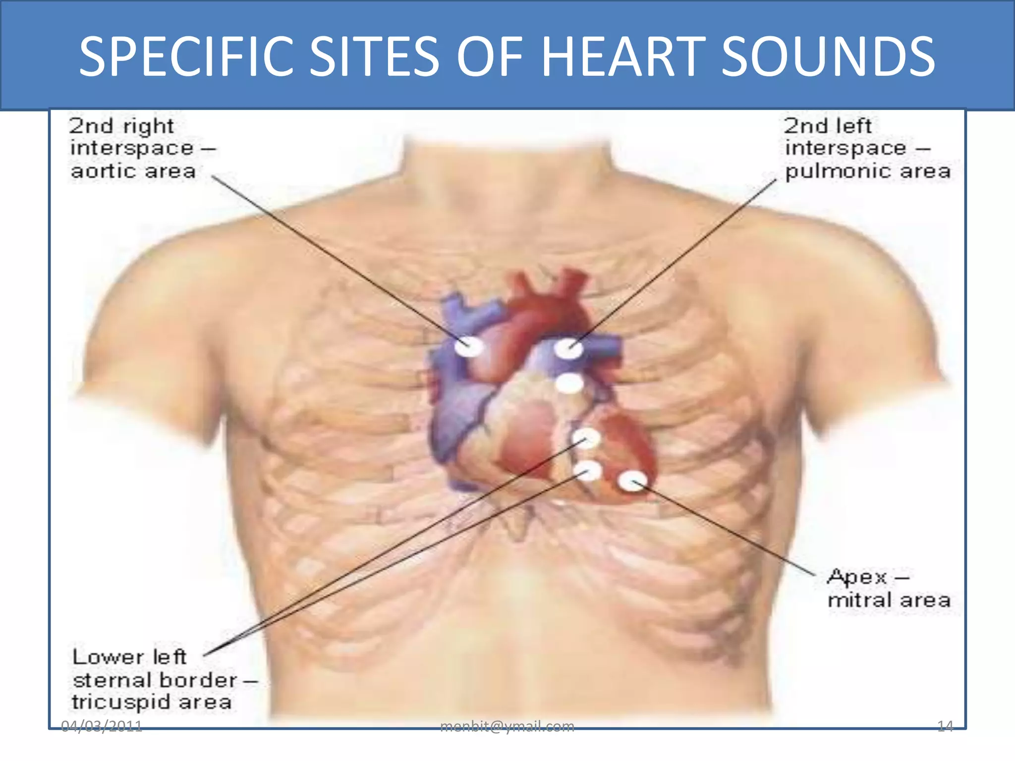 SPECIFIC SITES OF HEART SOUNDS
04/03/2011 menbit@ymail.com 14
 