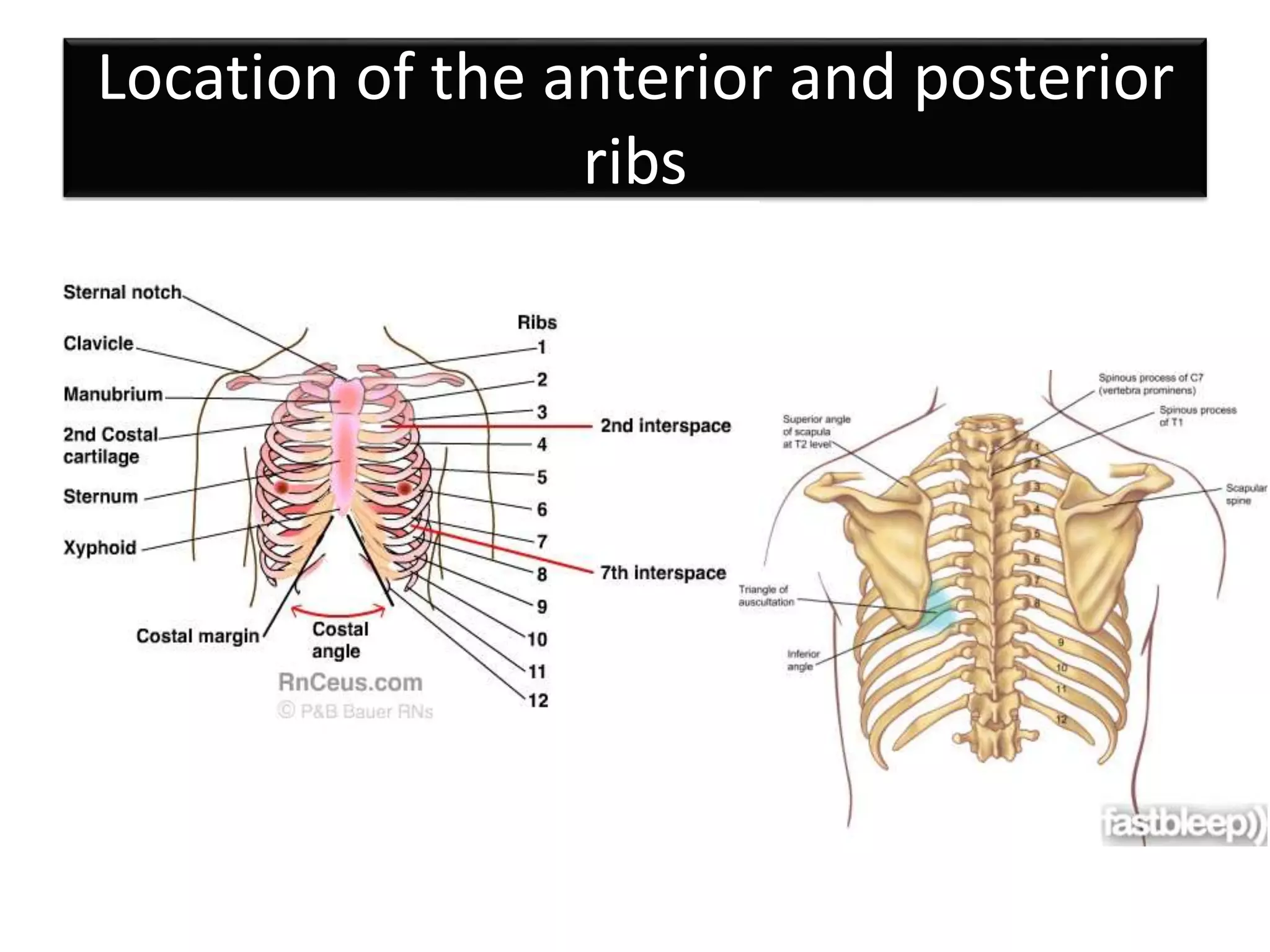 Physical examination thorax and lungs | PPTX