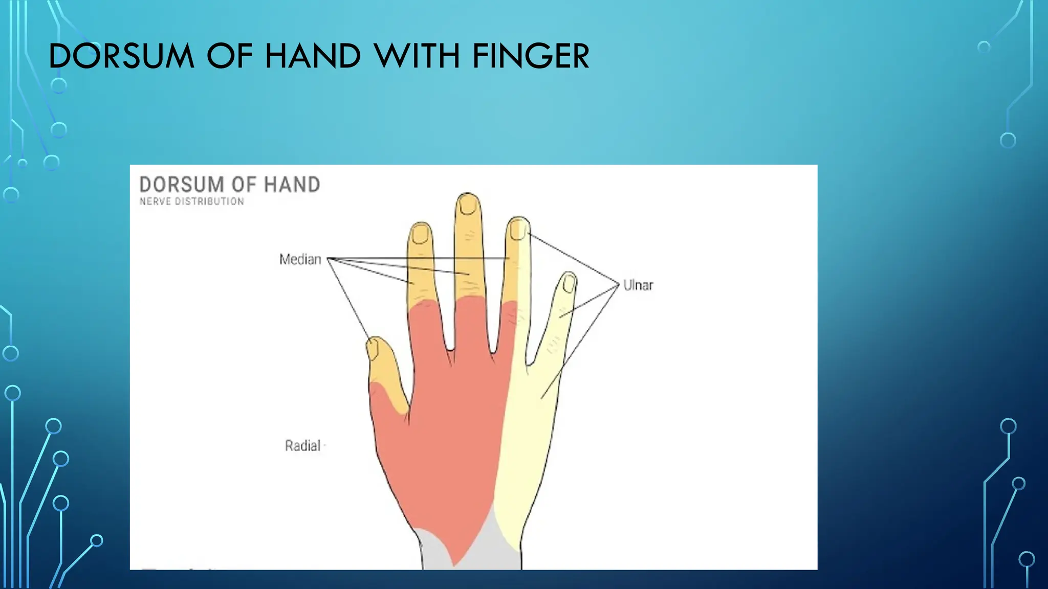 DORSUM OF HAND WITH FINGER
 