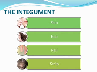 THE INTEGUMENT
Skin
Hair
Nail
Scalp
 