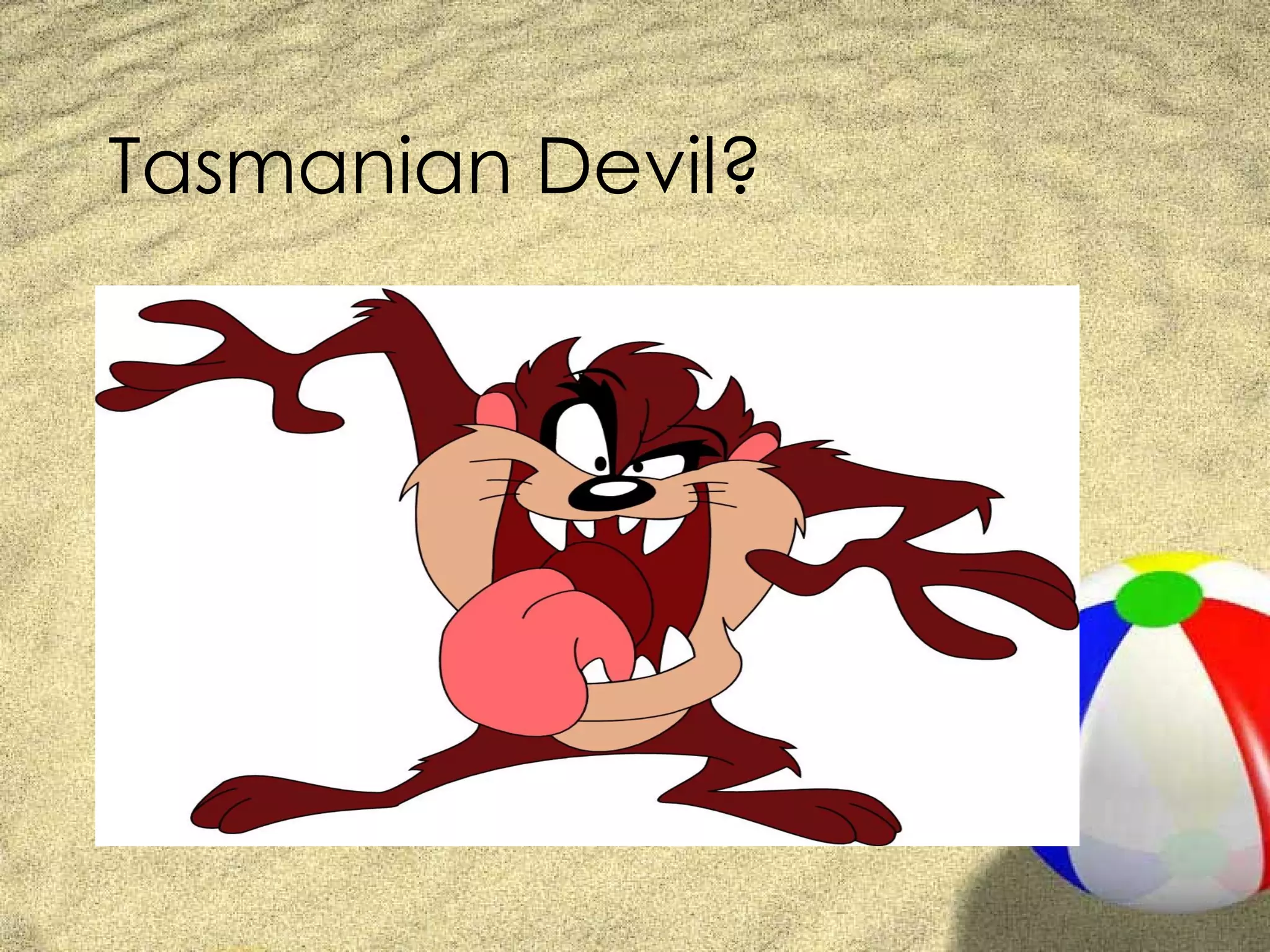 Tasmanian Devil? 