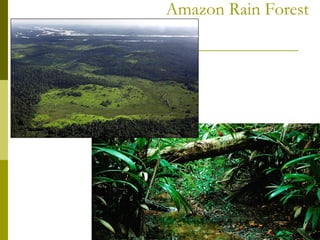 Amazon Rain Forest
 
