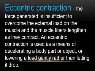 Eccentric contraction - the
force generated is insufficient to
overcome the external load on the
muscle and the muscle fibers lengthen
as they contract. An eccentric
contraction is used as a means of
decelerating a body part or object, or
lowering a load gently rather than letting
it drop.
 