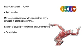 Parallel Muscle Shape Example Physical Health 3 | PPTX