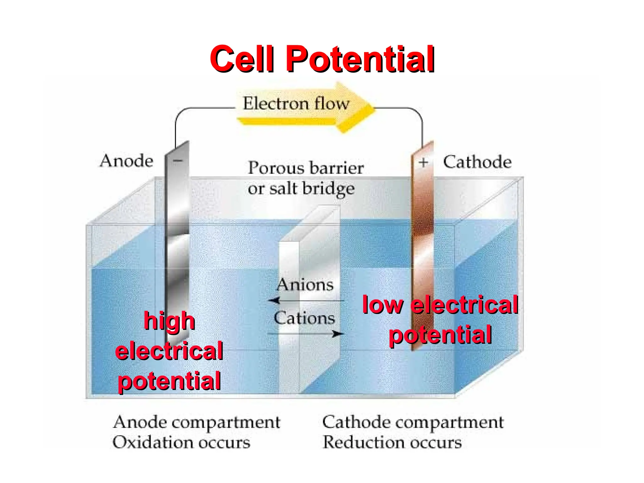 high
high
electrical
electrical
potential
potential
low electrical
low electrical
potential
potential
Cell Potential
Cell Potential
 