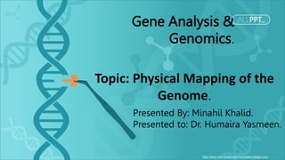 http://www.free-powerpoint-templates-design.com
Topic: Physical Mapping of the
Genome.
Gene Analysis &
Genomics.
Presented By: Minahil Khalid.
Presented to: Dr. Humaira Yasmeen.
 