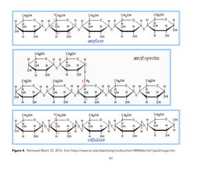 Figure 4. Retrieved March 25, 2016, from https://www.rpi.edu/dept/bcbp/molbiochem/MBWeb/mb1/part2/sugar.htm
121
 