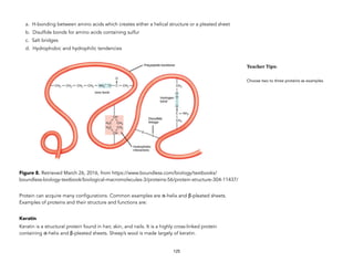 a. H-bonding between amino acids which creates either a helical structure or a pleated sheet
b. Disulfide bonds for amino acids containing sulfur
c. Salt bridges
d. Hydrophobic and hydrophilic tendencies
Figure 8. Retrieved March 26, 2016, from https://www.boundless.com/biology/textbooks/
boundless-biology-textbook/biological-macromolecules-3/proteins-56/protein-structure-304-11437/
Protein can acquire many configurations. Common examples are α-helix and β-pleated sheets.
Examples of proteins and their structure and functions are:
Keratin
Keratin is a structural protein found in hair, skin, and nails. It is a highly cross-linked protein
containing α-helix and β-pleated sheets. Sheep’s wool is made largely of keratin.
125
Teacher&Tips:&
Choose two to three proteins as examples.
 