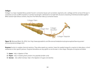 Collagen
Collagen is a major insoluble fibrous protein found in connective tissues such as tendons, ligaments, skin, cartilage and the cornea of the eye. It
comprises as much as 30% of proteins in animals. Its strength is attributed to its triple helix structure comprising of α-helices braided together.
When several triple helices combine, they form the fibrils that make up connective tissues.
Figure 12. Retrieved March 26, 2016, from http://www.sigmaaldrich.com/life-science/metabolomics/enzyme-explorer/learning-center/
structural-proteins/collagen.html
Enzymes function to catalyze chemical reactions. They either speed up a reaction, lower the needed energy for a reaction to take place, or bind
substances to their specific partners. Enzymes themselves are very specific as can be seen in their shape. Examples of enzymes are below:
1. Lipase - help in digestion of fats
2. Pepsin - help in breaking down proteins into peptides (smaller units)
3. Sucrase - also called invertase, help in the digestion of sugars and starches
128
 