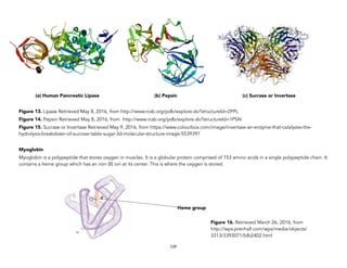 (a) Human Pancreatic Lipase (b) Pepsin (c) Sucrase or Invertase
Figure 13. Lipase Retrieved May 8, 2016, from http://www.rcsb.org/pdb/explore.do?structureId=2PPL
Figure 14. Pepsin Retrieved May 8, 2016, from http://www.rcsb.org/pdb/explore.do?structureId=1PSN
Figure 15. Sucrase or Invertase Retrieved May 9, 2016, from https://www.colourbox.com/image/invertase-an-enzyme-that-catalyzes-the-
hydrolysis-breakdown-of-sucrose-table-sugar-3d-molecular-structure-image-5539397
Myoglobin
Myoglobin is a polypeptide that stores oxygen in muscles. It is a globular protein comprised of 153 amino acids in a single polypeptide chain. It
contains a heme group which has an iron (II) ion at its center. This is where the oxygen is stored.
129
Heme group
Figure 16. Retrieved March 26, 2016, from
http://wps.prenhall.com/wps/media/objects/
3313/3393071/blb2402.html
 