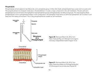 Phospholipids
Phospholipids contains glycerol, two fatty acids, and a phosphate group. Unlike other lipids, phospholipids have a polar and non-polar end.
This property allows it to transport molecules in the bloodstream. It is also a major component in the cell membrane. The two parts of a
phospholipid can be termed as the hydrophilic head (phosphate group) and hydrophobic tail (fatty acid group). This dual property allows
phospholipids to form a phospholipid bilayer. In this configuration, the hydrophilic head sticks out while the hydrophobic tail is tucked in and
away from the watery environment. This is why phospholipids are suitable as cell membrane.  
135
Figure 20. Retrieved March 26, 2016, from
https://www.penflip.com/rdburgon/une-organic-
chemistry-i-helper/blob/master/chapter-16.txt
Figure 21. Retrieved March 26, 2016, from
https://www.boundless.com/biology/textbooks/
1514/biological-macromolecules-3/lipids-55/
 
