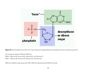 Figure 23. Retrieved March 26, 2016, from http://study.com/academy/lesson/nucleotides-structure-components-quiz.html
The nitrogenous bases of DNA and RNA are:
DNA’s : Adenine (A), Guanine (G), Cytosine (C), and Thymine (T)
RNA’s : Adenine (A), Guanine (G), Cytosine (C), and Uracil (U)
DNA has a different sugar group than RNA. DNA has deoxyribose while RNA has ribose.
138
 